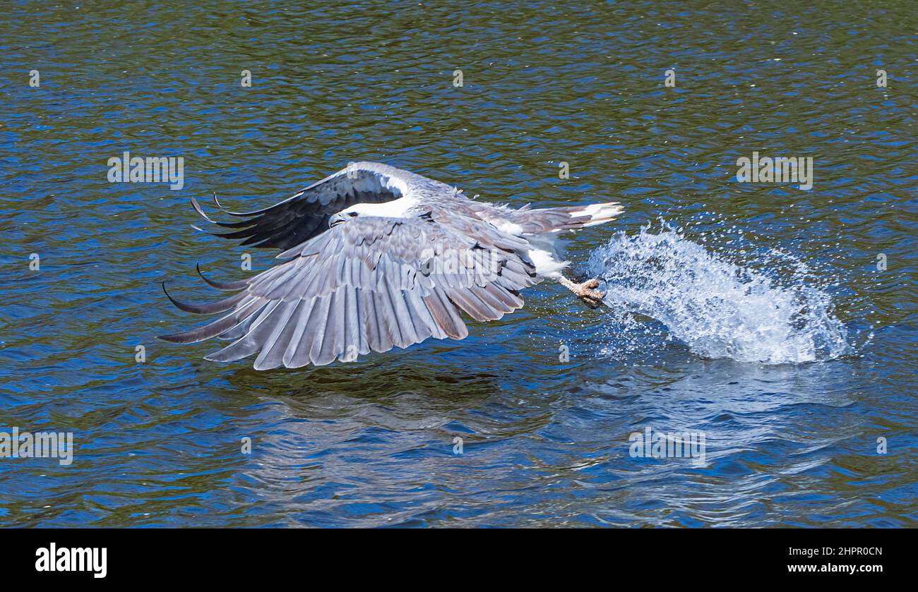 Aigle de mer à ventre blanc (Haliaeetus leucogaster), pêche en mer, rivière Kalgan, Albany, Australie occidentale, Australie occidentale, Australie occidentale, Australie occidentale, Australie occidentale, Australie Banque D'Images