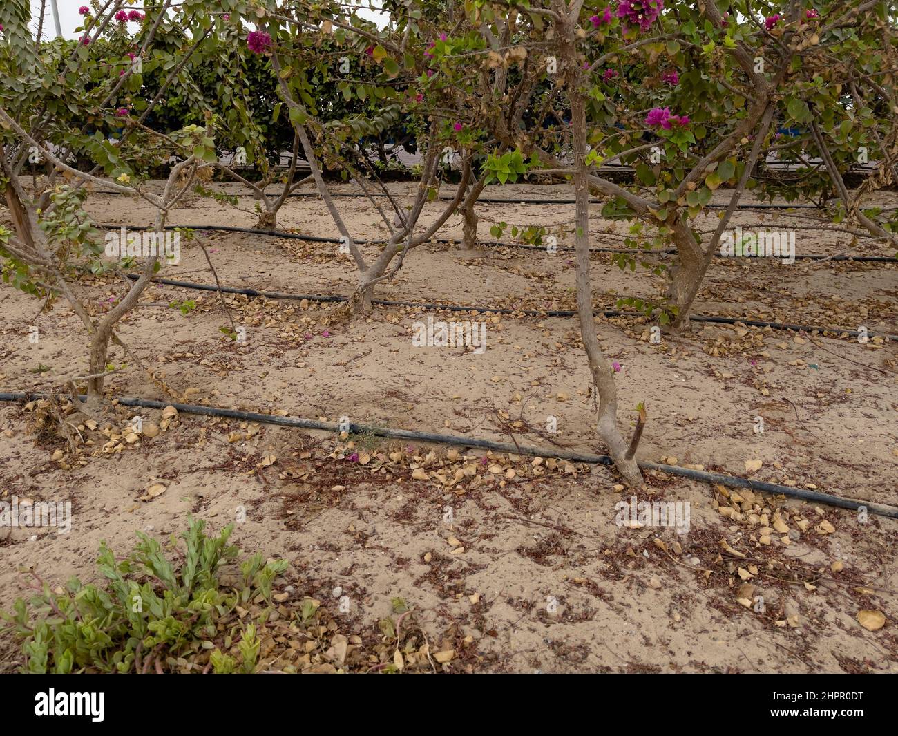 Des tuyaux posés au goutte à goutte irriguent les jardins et l'aménagement paysager sur le côté des routes dans un paysage désertique. Banque D'Images