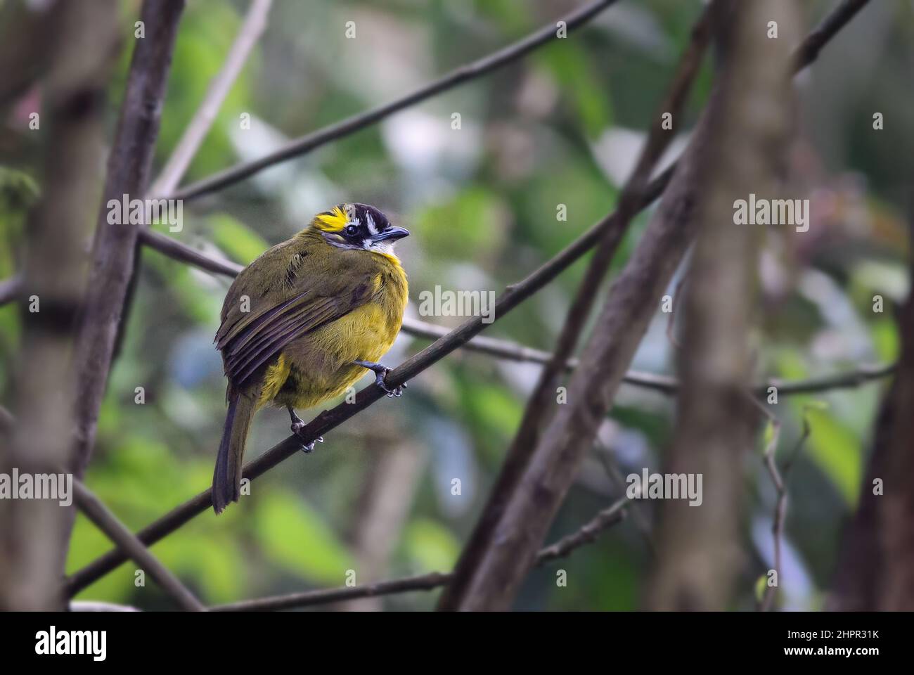 Bulbul à oreilles jaunes - Pycnonotus penicillatus, magnifique oiseau de perchage coloré endémique aux hautes terres du Sri Lanka. Banque D'Images