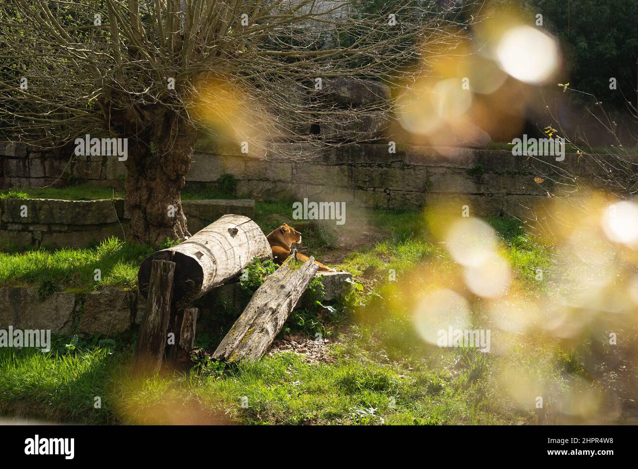 Lioness reposant sur un habitat artificiel de zoo Banque D'Images