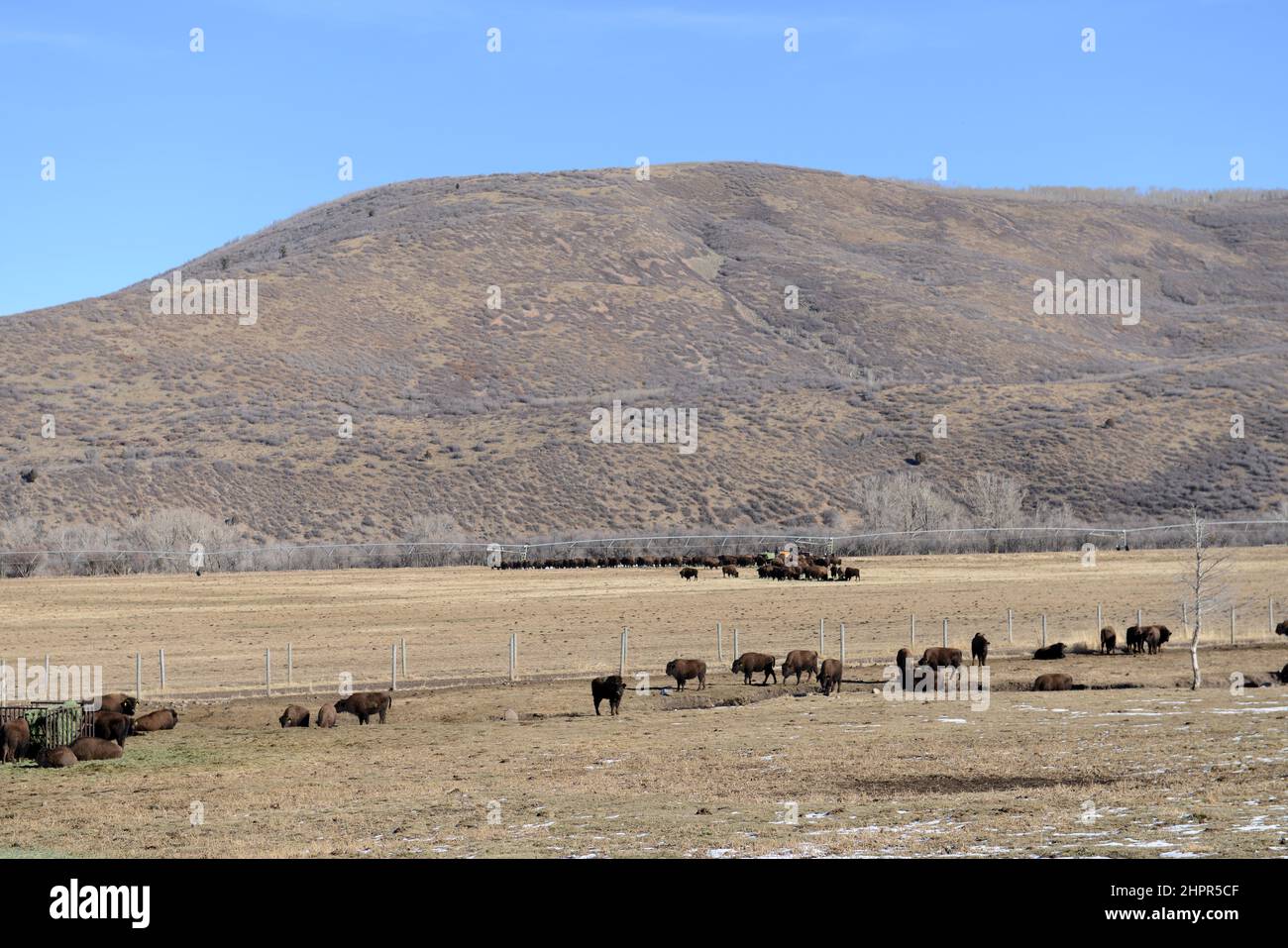 American Bisons dans une ferme de l'Utah, États-Unis. Banque D'Images