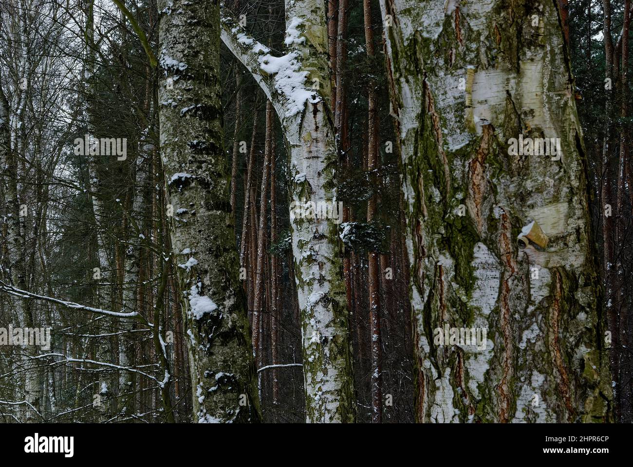 trois troncs d'arbres sur le fond de la forêt - paysage d'hiver de la forêt Banque D'Images