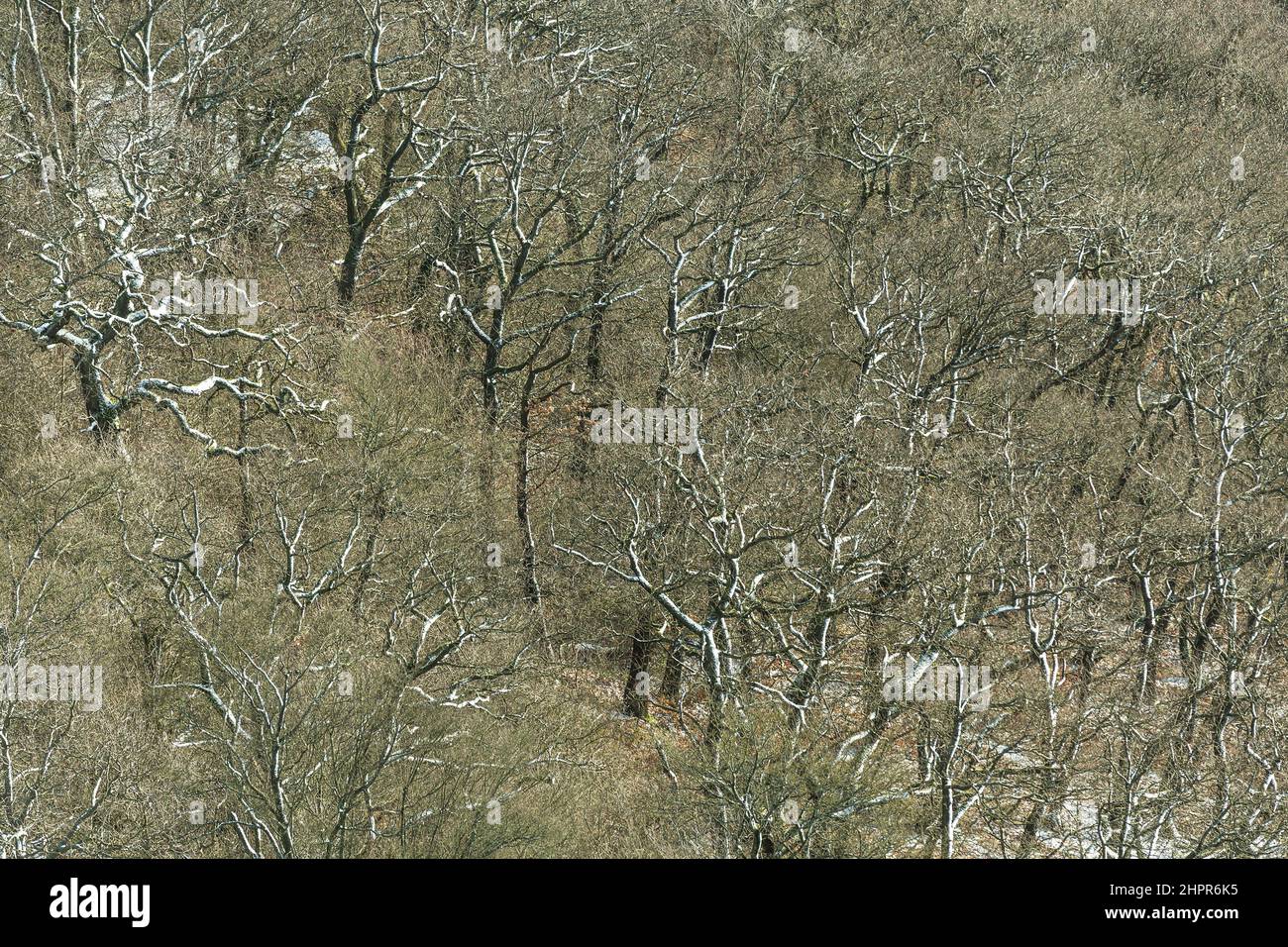 De l'antenne avec la forêt de sapins dans la neige Banque D'Images