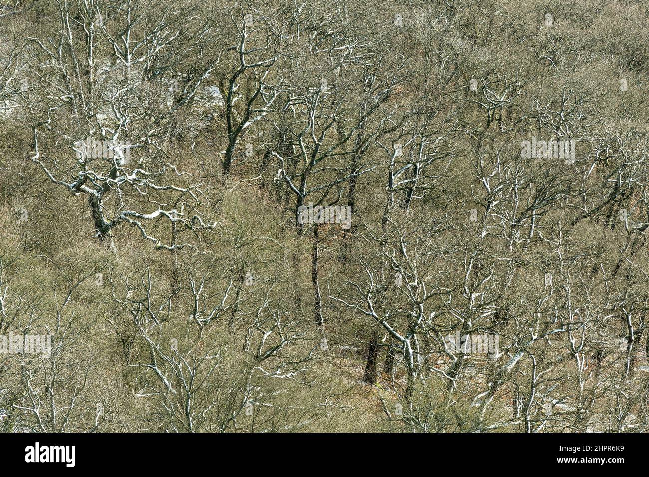 De l'antenne avec la forêt de sapins dans la neige Banque D'Images