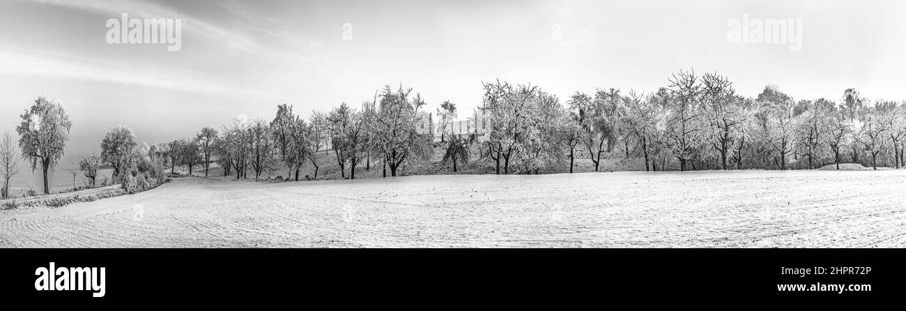 Icy blanc des arbres dans un paysage couvert de neige harmonique Banque D'Images