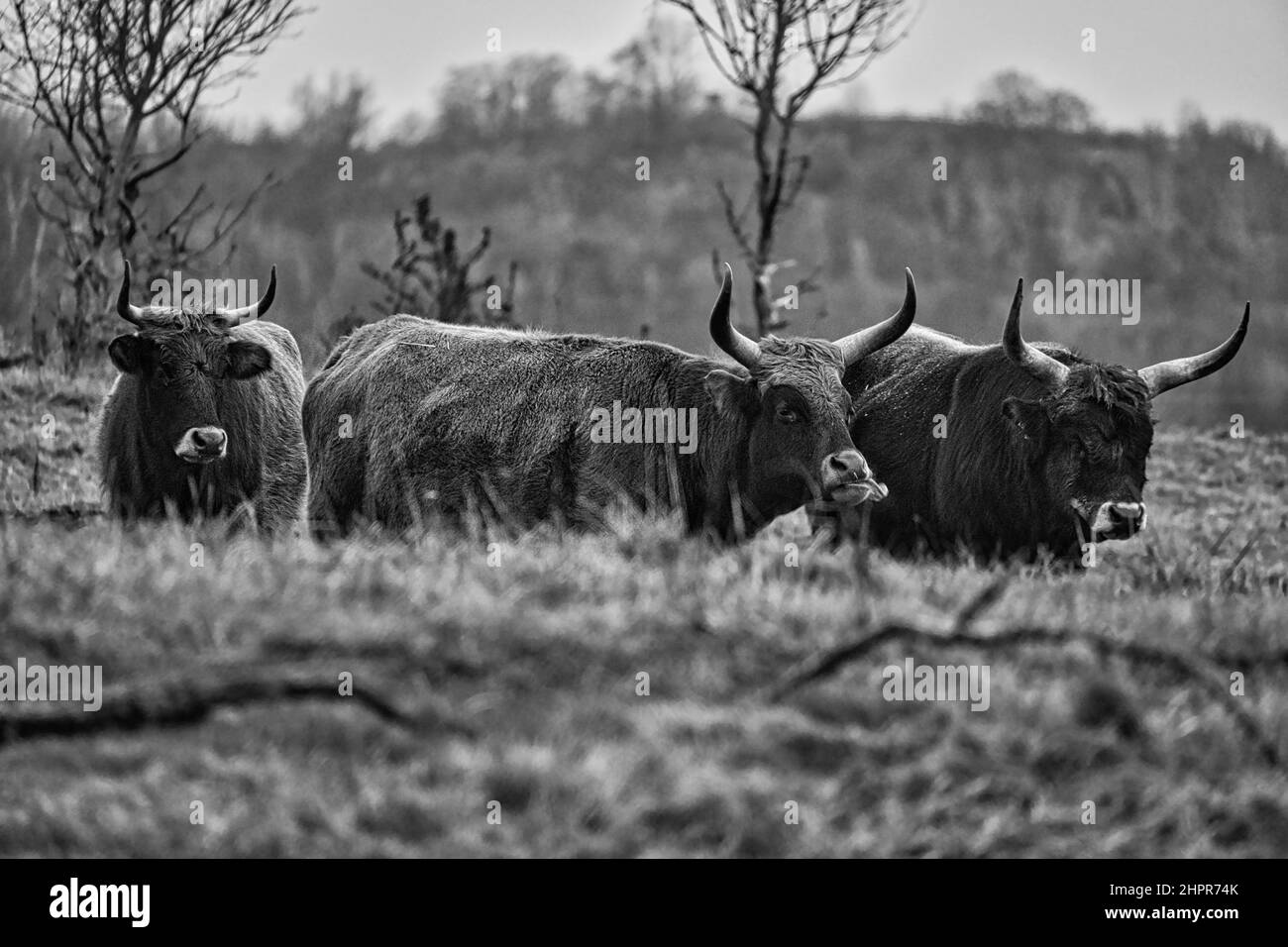 Cliché noir et blanc de bovins de haute terre sur un pré. Cornes puissantes fourrure brune. Agriculture et élevage. Mammifères d'Écosse. Banque D'Images