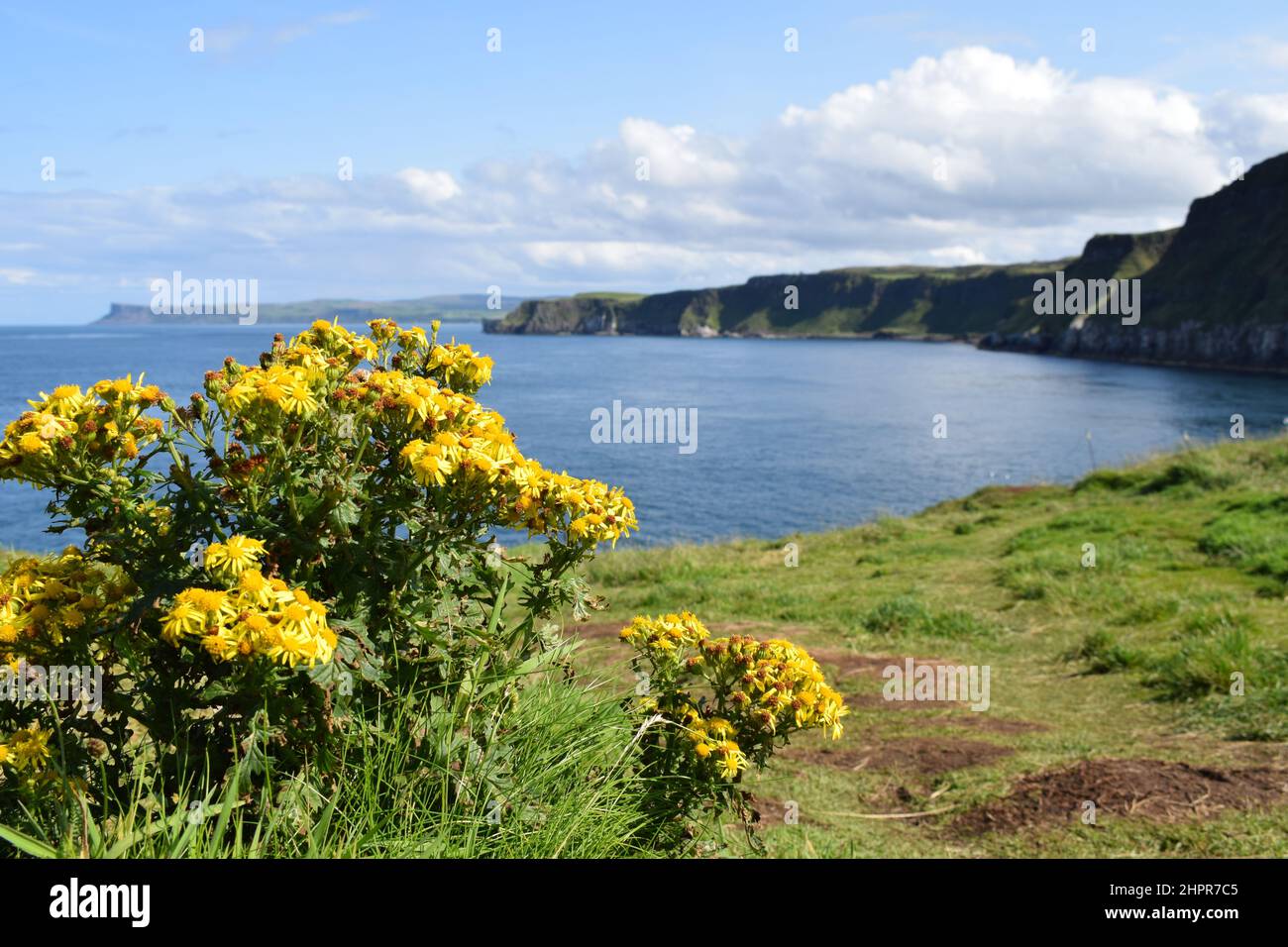 Fleurs sauvages jaunes sur la côte de l'Irlande du Nord. Falaises en bord de mer. Ciel bleu d'été avec quelques nuages. Océan. Irlande du Nord. Banque D'Images