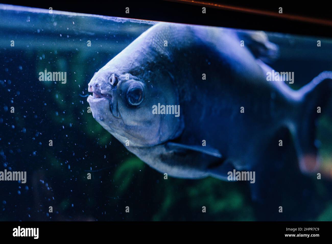 Piranha à ventre rouge nageant dans un aquarium Banque D'Images