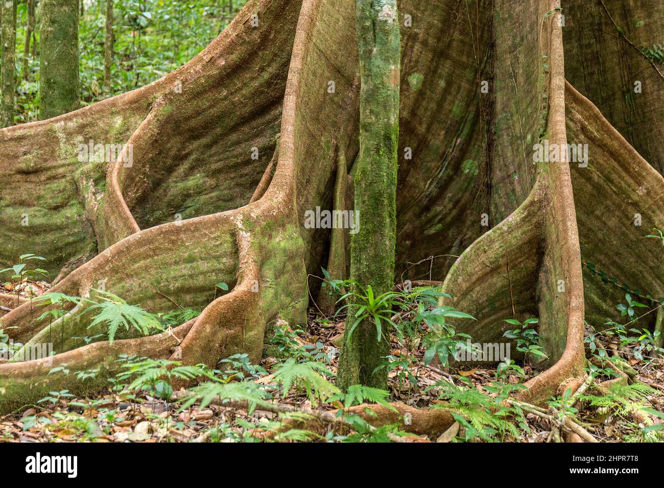 Jungle des Caraïbes avec des plantes exotiques, de beaux grands arbres à morne diablotin national park Banque D'Images