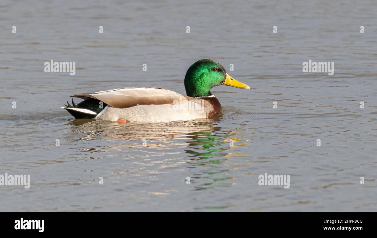 Canard colvert mâle (Anas platyrhynchos) au Soleil Banque D'Images