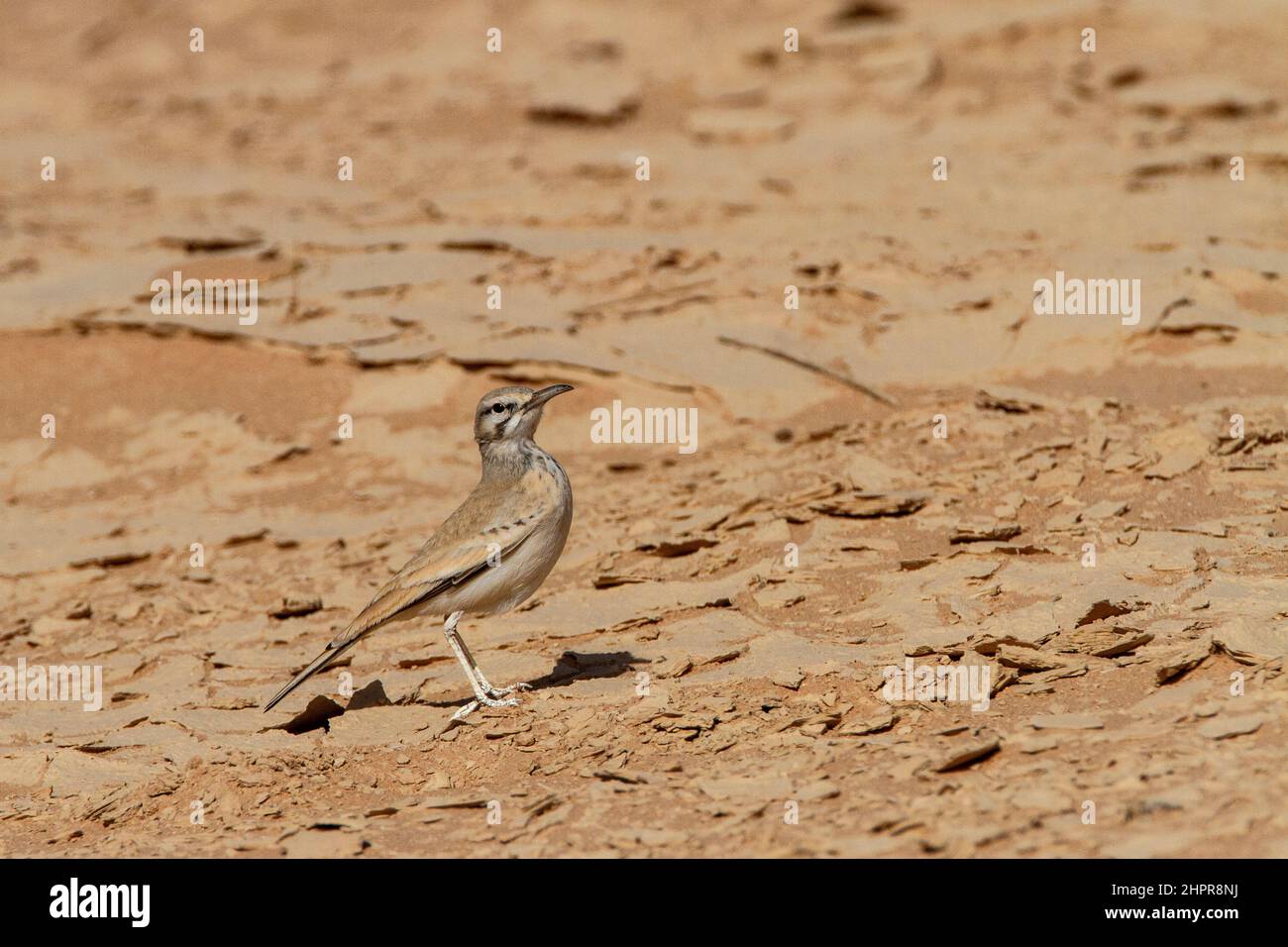 Le grand cerrache (Alaemon alaudipes) est un oiseau de passereau qui est un résident de reproduction des régions arides, désertiques et semi-désertiques du Cap Ver Banque D'Images