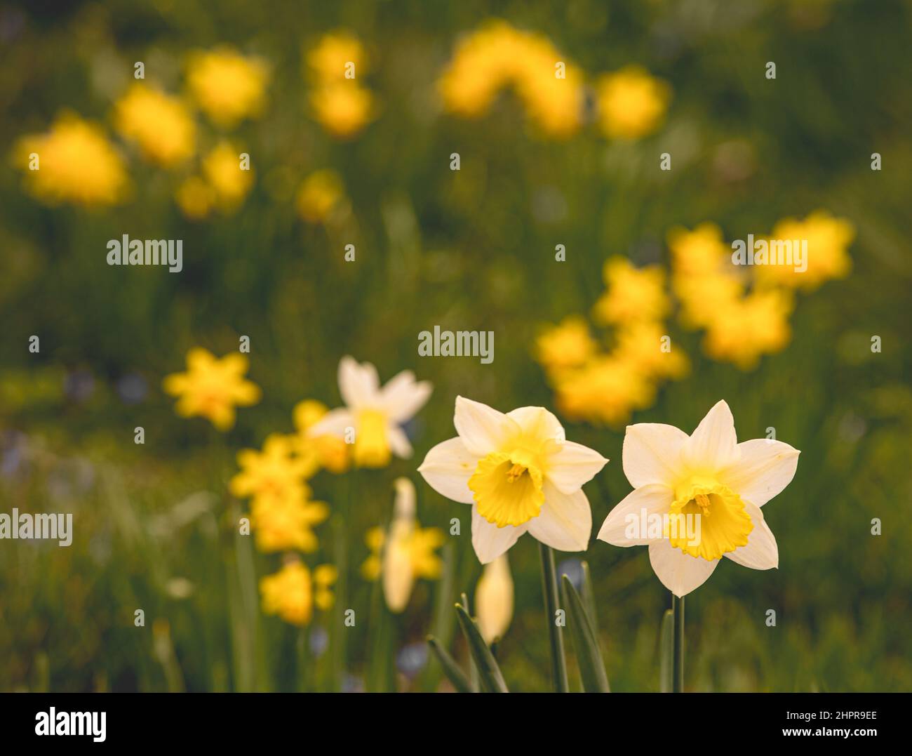 Les jonquilles du début du printemps dans le parc du manoir de Waddesdon. Banque D'Images