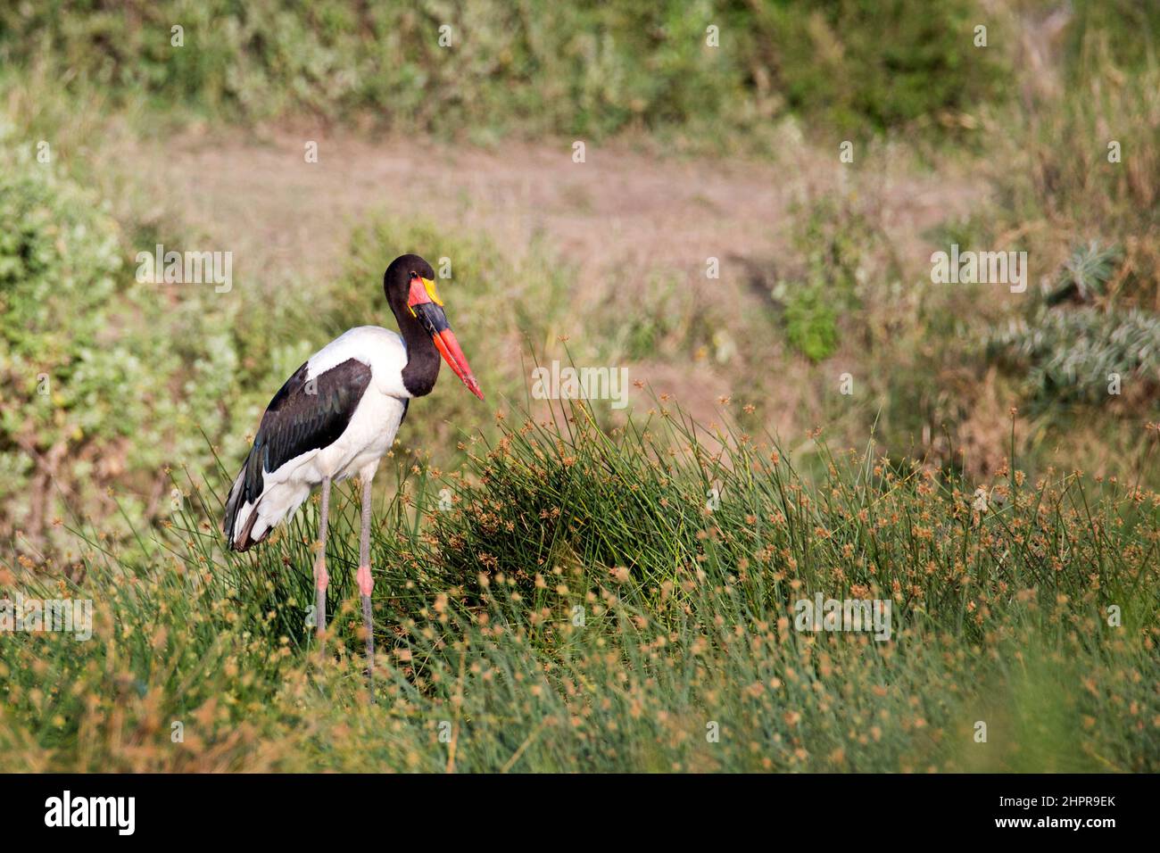 Élevage de porc à bec de cheval (Ephippiorhynchus senegalensis) destiné à la nourriture. Photographié au parc national du lac Manyara, Tanzanie Banque D'Images