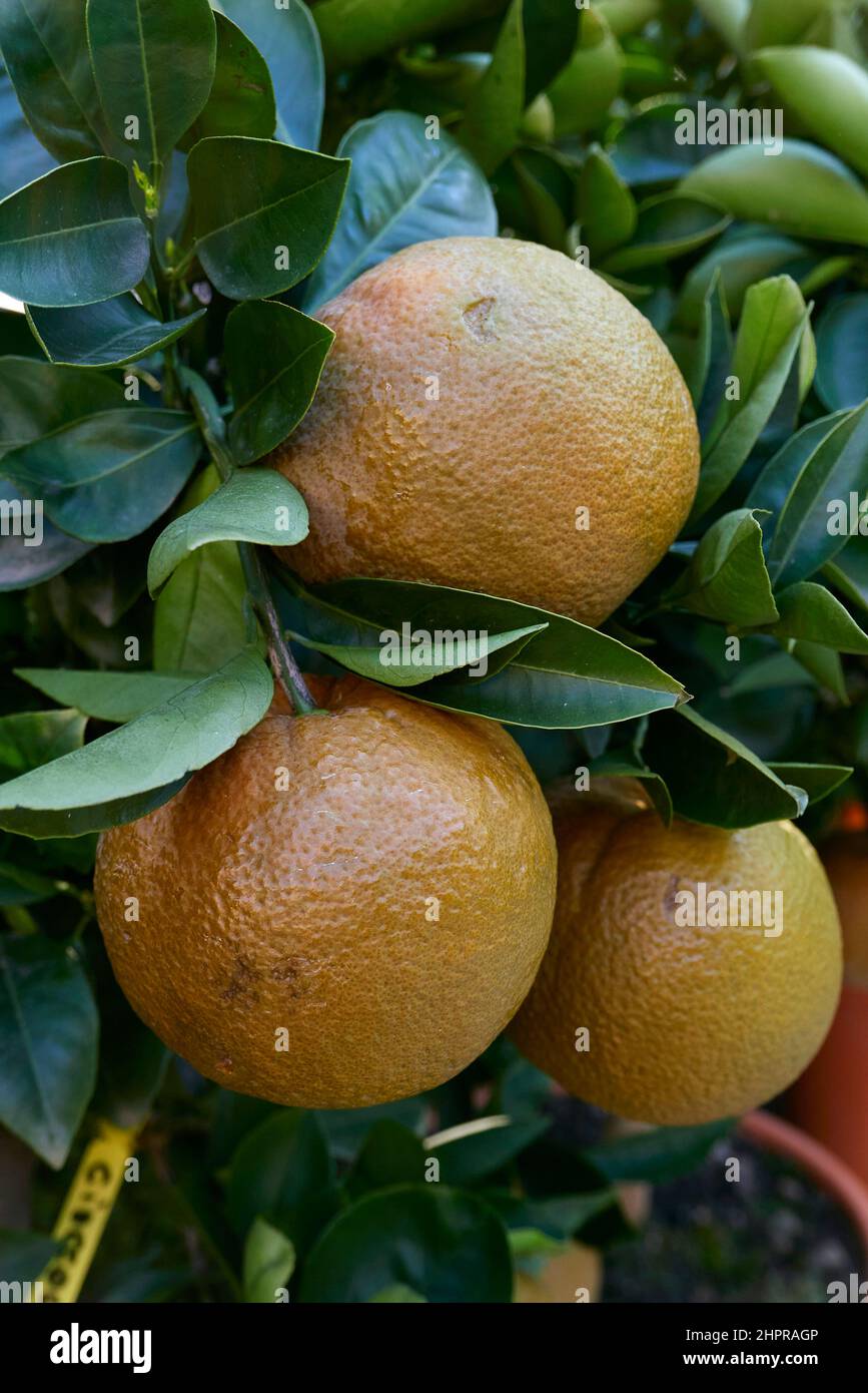 Citrus sinensis avec des oranges au chocolat frais Photo Stock - Alamy