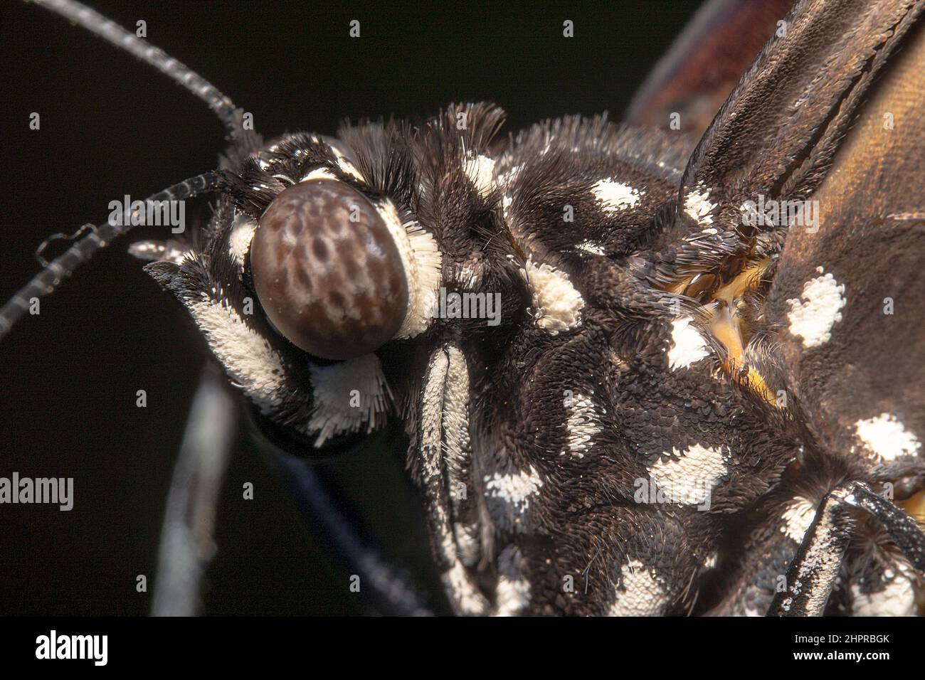 Papillon à sourcils avec points noirs et blancs et gros plan de sa tête et de son cou Banque D'Images