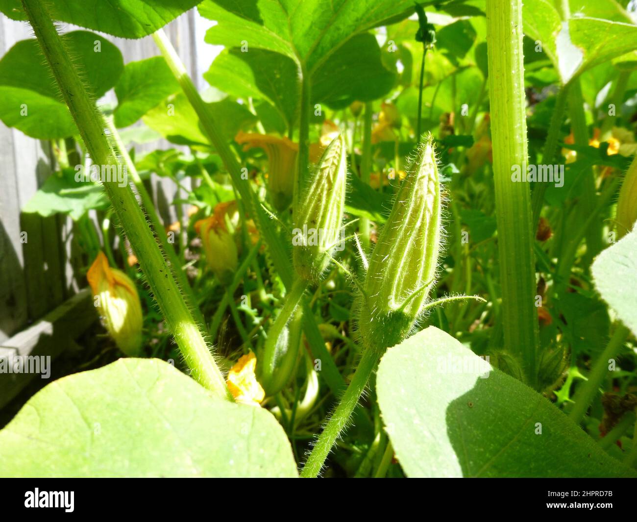 Beaucoup de fleurs de voile et de bourgeons de citrouilles. Jour d'été ensoleillé dans un jardin en Sibérie Russie Banque D'Images