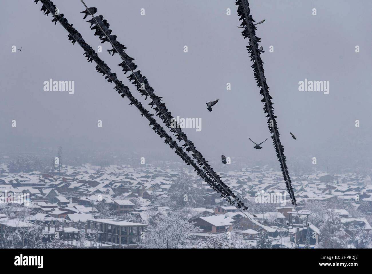 Les pigeons sont vus sur un fil de fer avec une toile de fond de Srinagar aérien pendant les fortes chutes de neige.la vallée du Cachemire, mercredi matin, s'est réveillée par une épaisse couverture de neige qui a perturbé la vie normale des gens. Les opérations de vol, le transport en surface et les activités de routine de la vie ont été interrompues. (Photo par Idrees Abbas / SOPA Images/Sipa USA) Banque D'Images