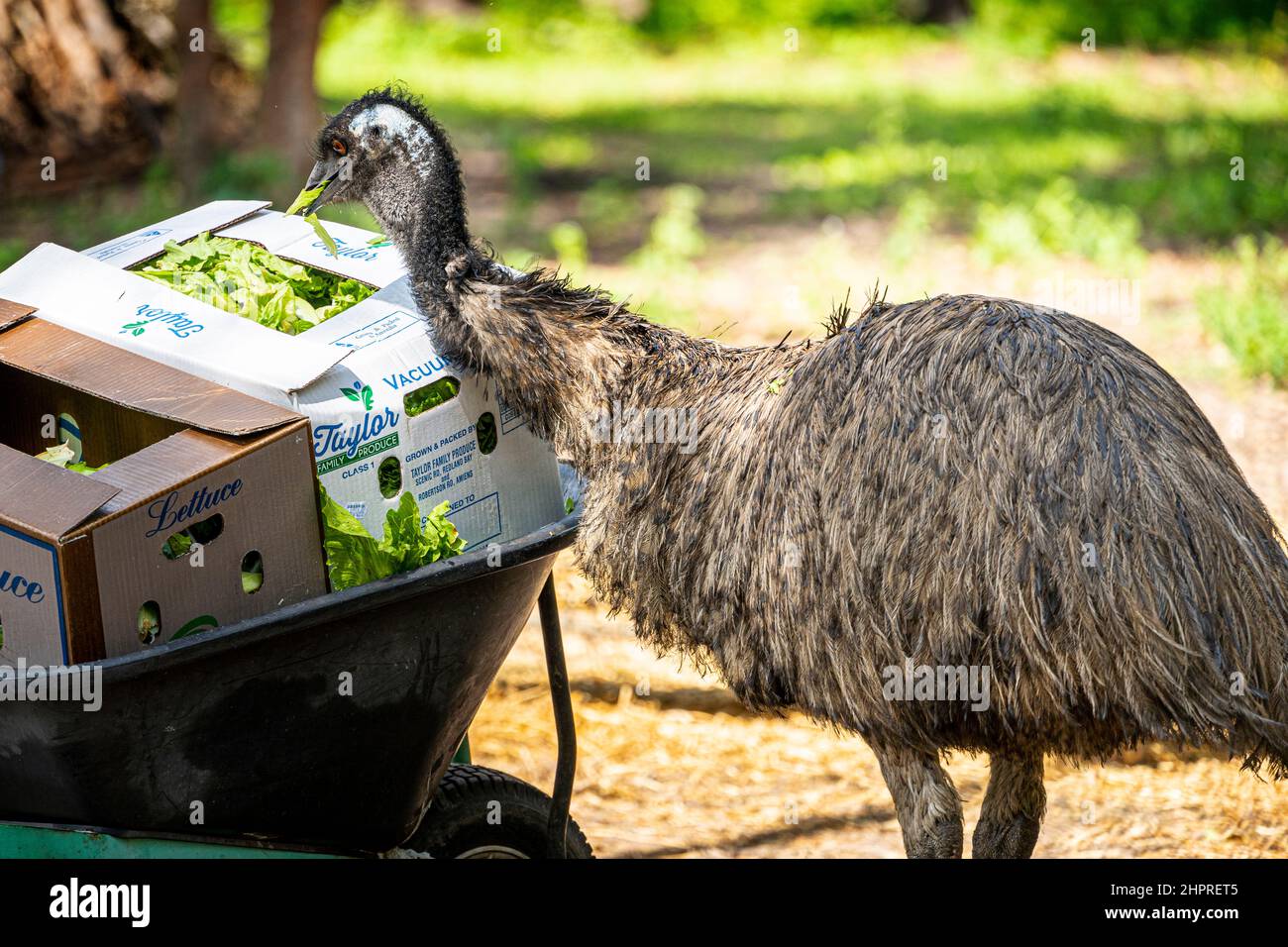 Émeu (Dromaius novaehollandiae) manger de la laitue dans une boîte en carton au sanctuaire de la faune. Queensland, Australie Banque D'Images