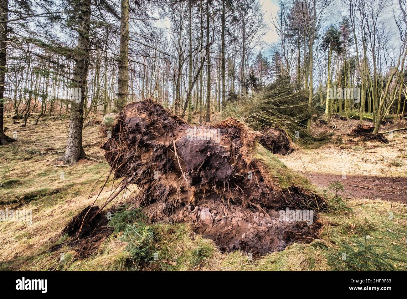 Tempête d'arbres tombés près de la côte de la mer du Nord dans la plantation de Tranum, au Danemark Banque D'Images