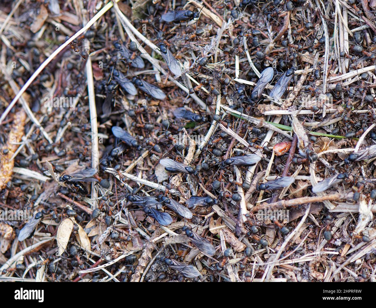 Le fourmi de bois du sud (Formica rufa) nichent la surface avec de nombreux travailleurs et des alates mâles ailées émergentes, Dorset heathland, Royaume-Uni, mai. Banque D'Images