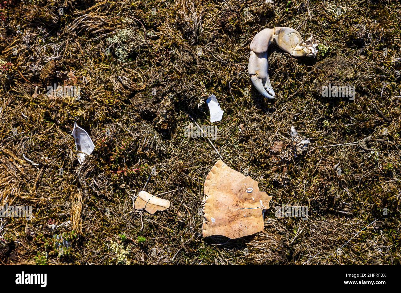 Les restes d'un crabe blanchi au soleil sont la preuve d'un repas animal. Banque D'Images