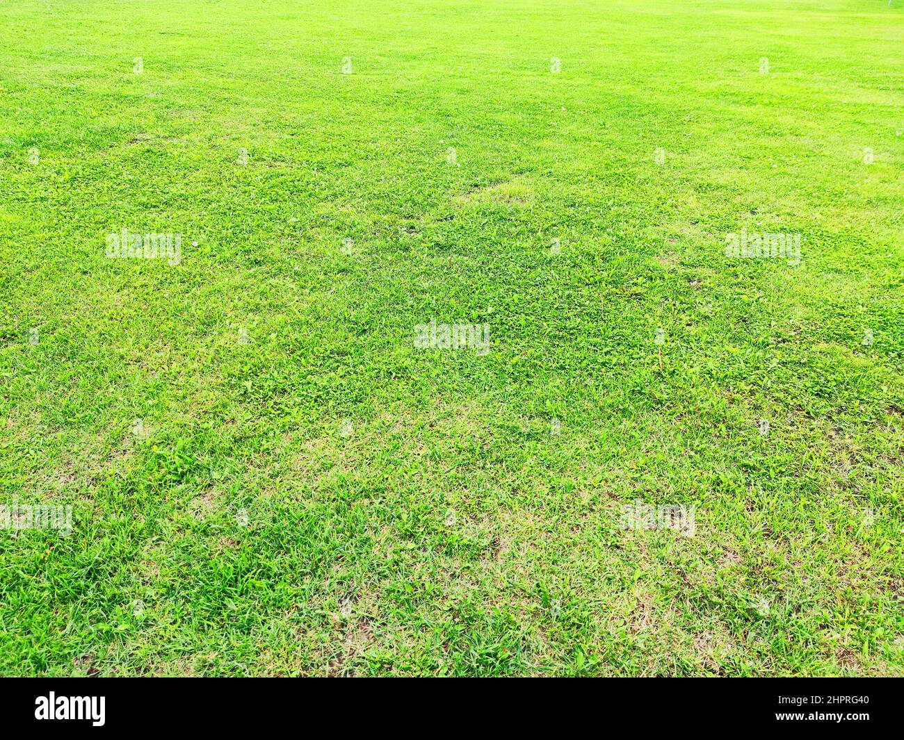 Gazon vert prairie terrain de football. Herbe vert fond. Herbe de printemps fraîche. Banque D'Images