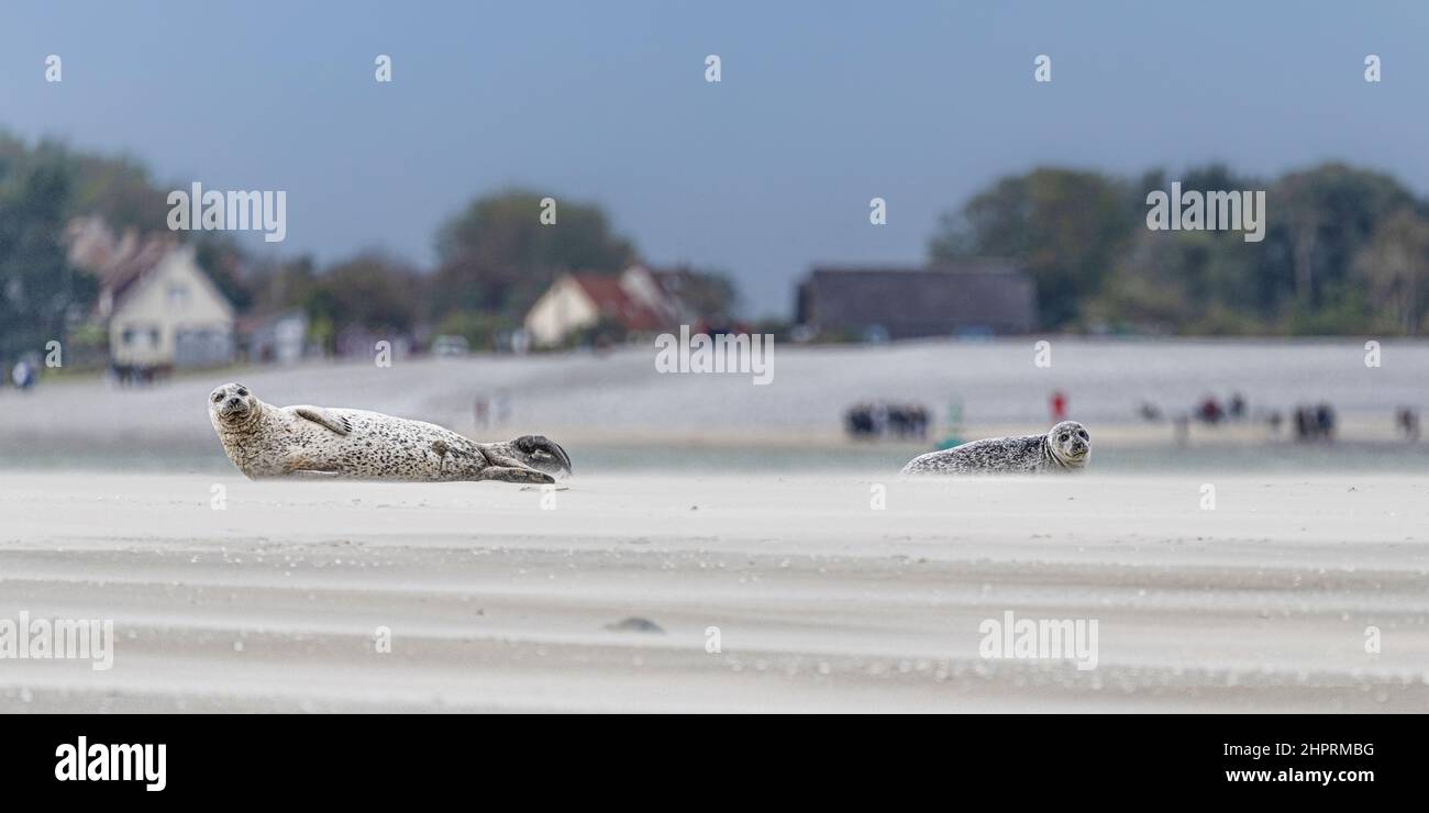 Les phoques de la Baie de somme, font face au Hourdel et vus du Crotoy. Banque D'Images