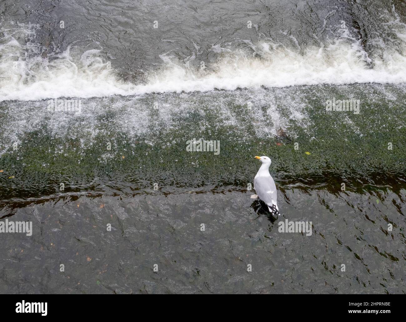Un mouette se trouve au bord d'un déversoir à Sidmouth, au Devon, en Angleterre, au Royaume-Uni Banque D'Images Un mouette se trouve au bord d'un déversoir à Sidmouth, au Devon, en Angleterre, au Royaume-Uni Banque D'Images