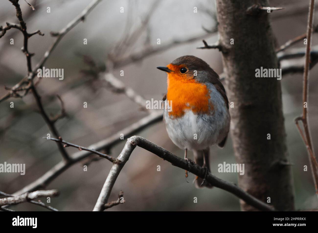 Peu de Robin Red Breast Banque D'Images