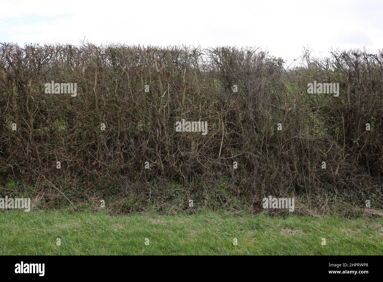 Hedgerow près de Staunton, Gloucestershire photo par Antony Thompson - Thousand Word Media, PAS DE VENTE, PAS DE SYNDICATION. Contact pour plus d'informations MOB: Banque D'Images