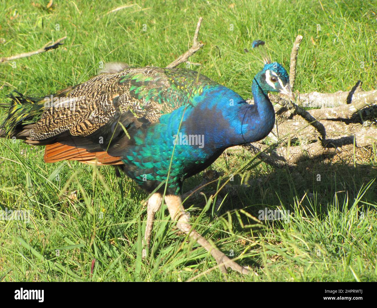 Peacock marche et mange à travers le champ naturel - Parque Lecocq en Uruguay. Banque D'Images