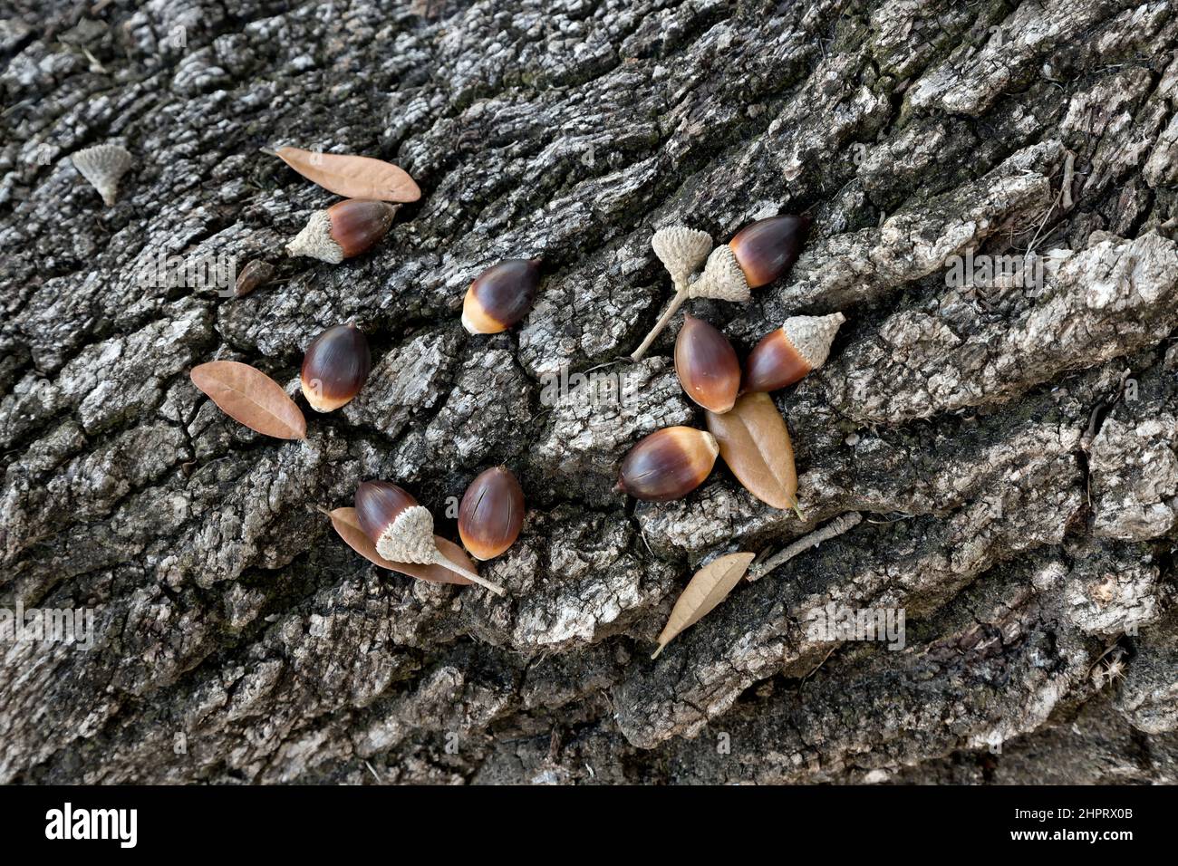 Coastal Live Oak, acornes déchus avec calottes 'Quercus virginiana'. Banque D'Images