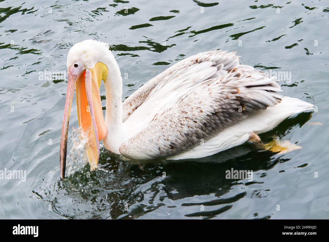 Grand pélican avec bec ouvert, pêche dans un lac. Parc public de Londres Banque D'Images