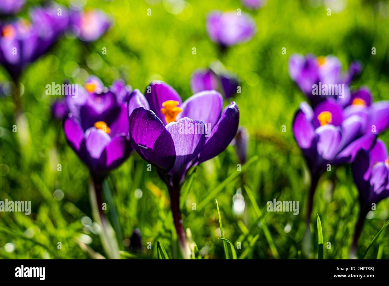 Printemps à Düsseldorf avec crocus en fleurs Banque D'Images