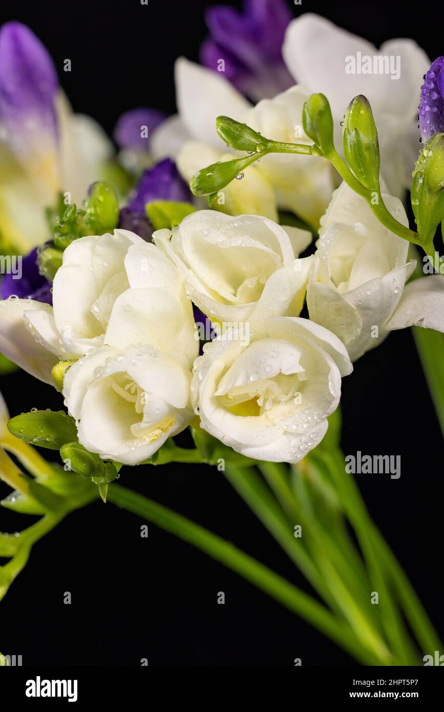 Bouquet de fleurs de freesia blanc et violet avec des gouttes de rosée,  macro isolée sur fond noir. La branche de la freesia avec des fleurs, des  bourgeons. Tôt Photo Stock -