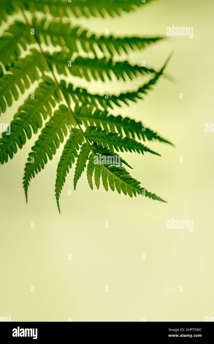 Fern feuilles vert frais juteux, fougères macro photo vue macro de fond décoratif de fougères feuilles Banque D'Images