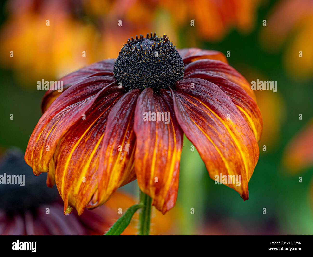 Rouge foncé teinté de fleurs à cône orange poussant dans un jardin britannique. Banque D'Images
