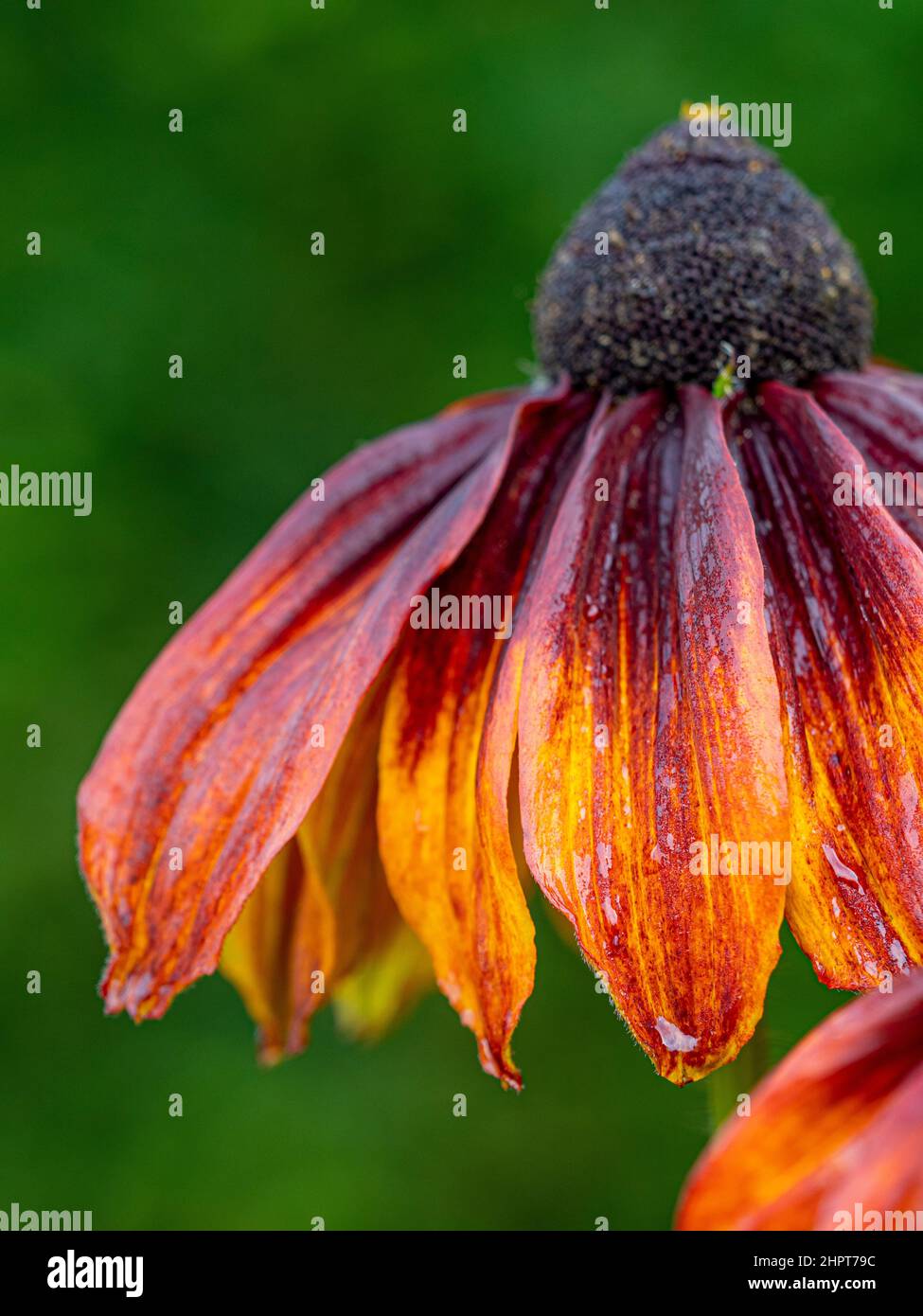 Rouge foncé teinté de fleurs à cône orange poussant dans un jardin britannique. Banque D'Images