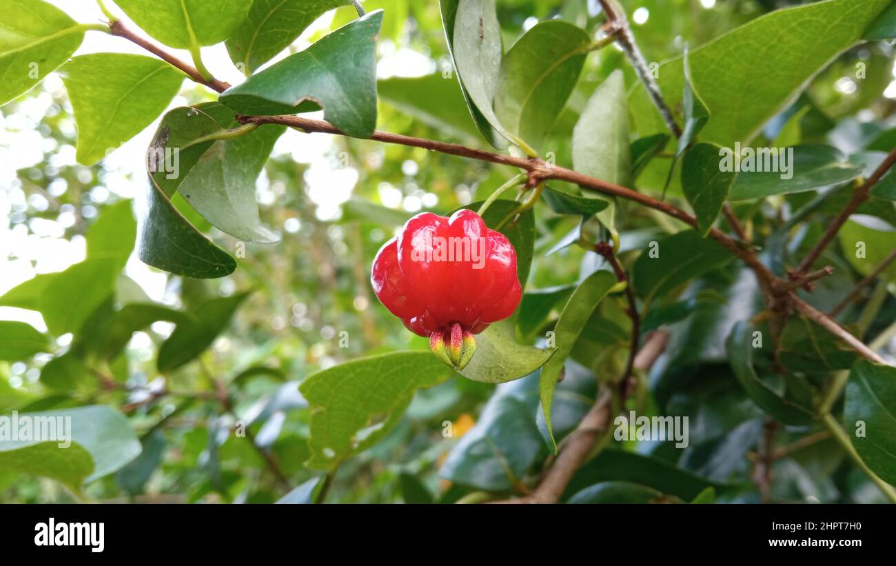 Eugenia uniflora, ou aussi connu sous le nom de pitanga, le cerisier du Suriname, le cerisier brésilien, le cerisier de Cayenne et l'indonésien l'appellent dewandaru. Banque D'Images