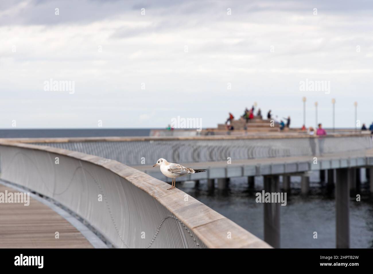 Un mouette blanche se trouve sur la rampe de la nouvelle jetée de Koserow, sur l'île d'Usedom. Banque D'Images