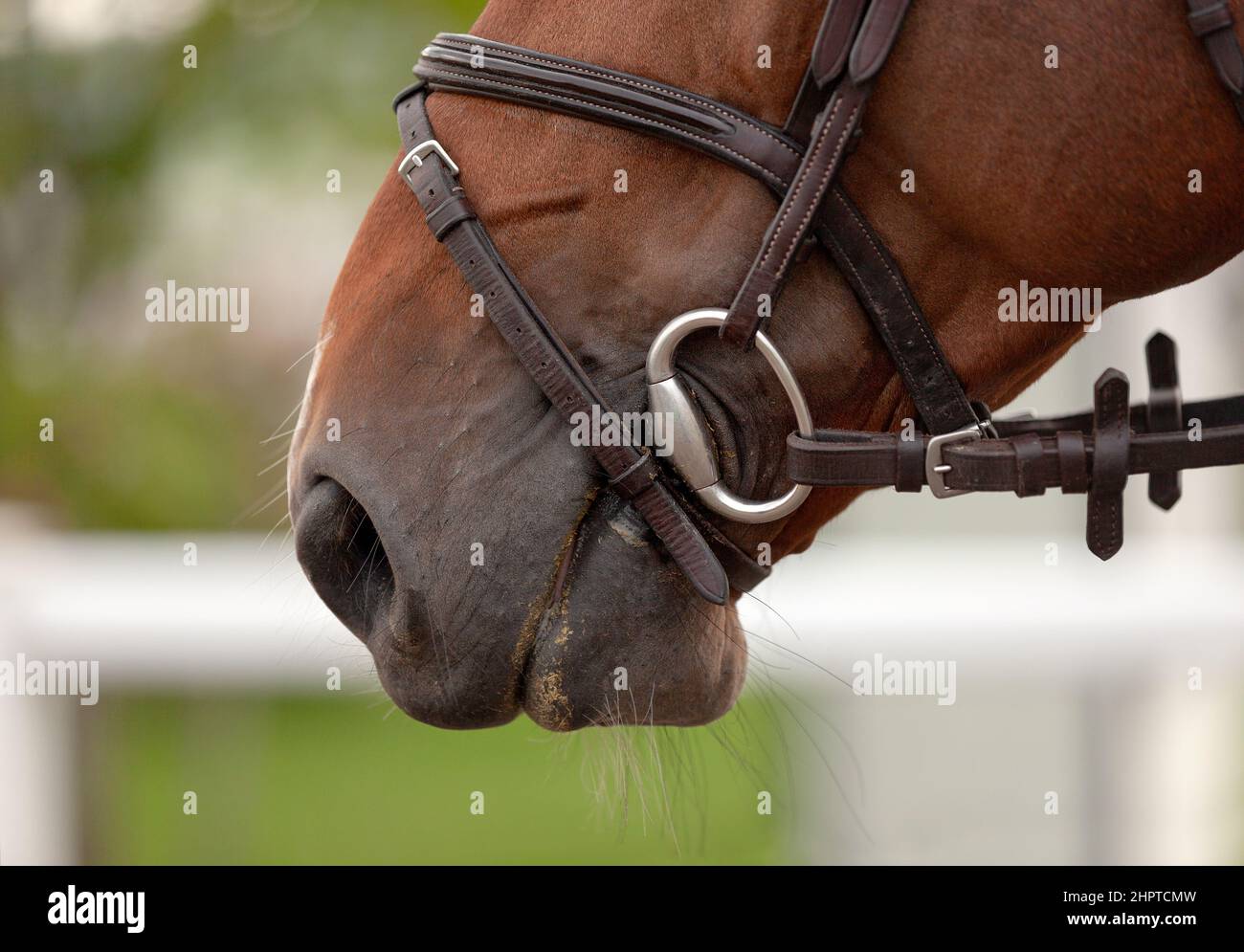 Portrait de cheval géliant châtaignier à bride. Le cheval est en train de manger. Digestion gros plan de la tête d'un cheval calme. Spectacle de compétition équestre. Vert extérieur Banque D'Images