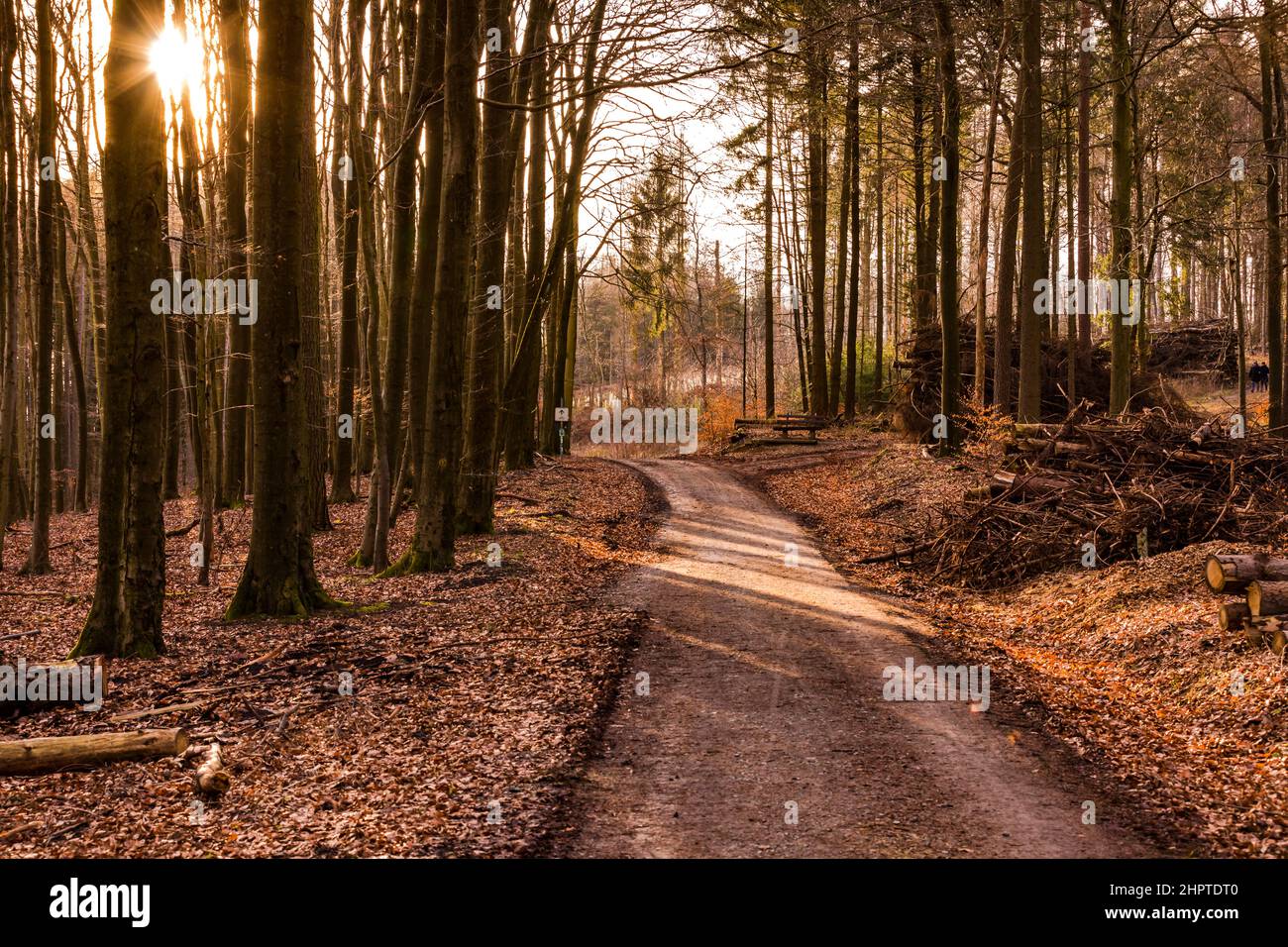 Jeu de lumière contre la lumière dans la forêt de vignerons Banque D'Images Jeu de lumière contre la lumière dans la forêt de vignerons Banque D'Images