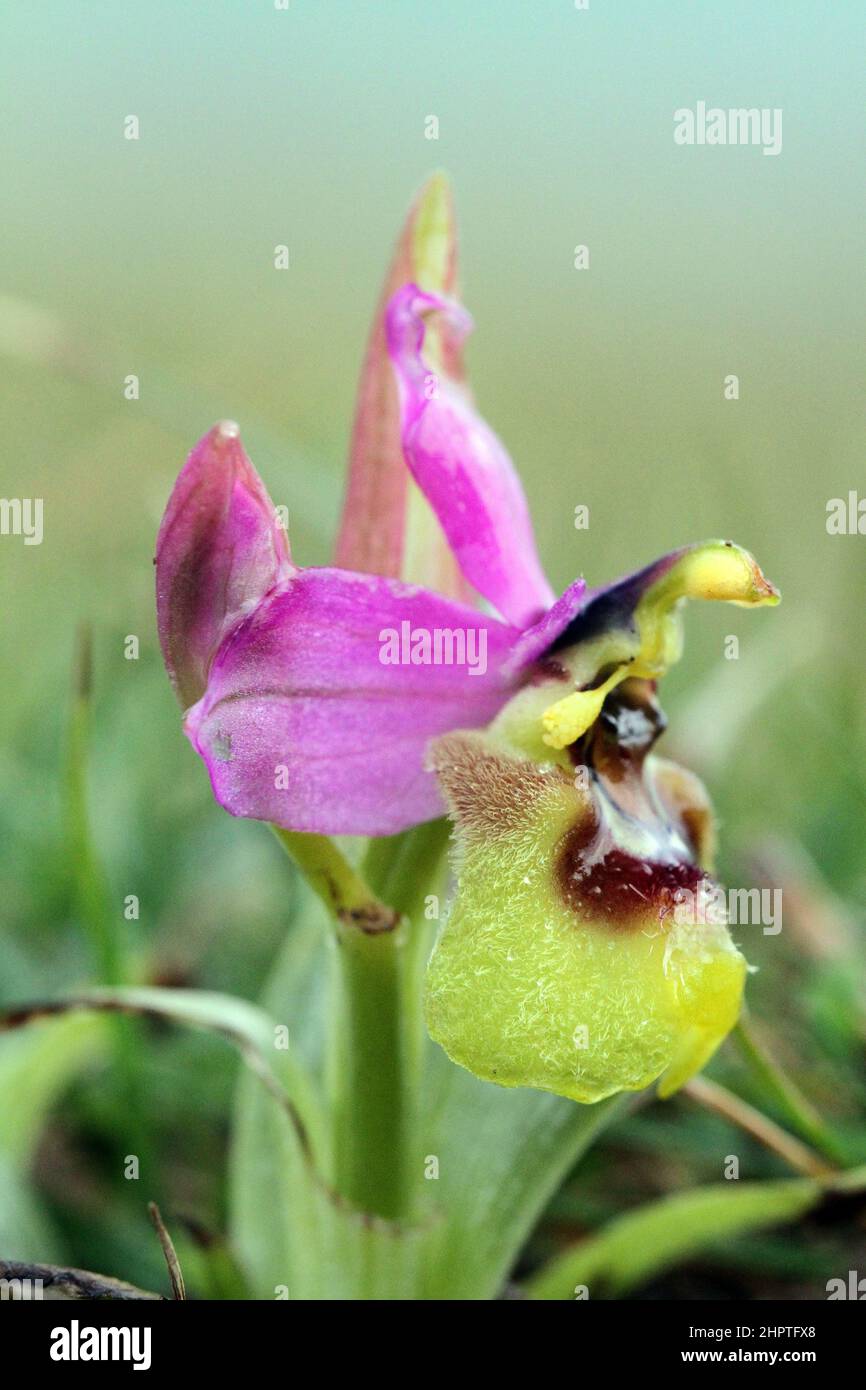 Orchidée de mouche, Ophrys tenthredinifera, Dorset, Angleterre Banque D'Images