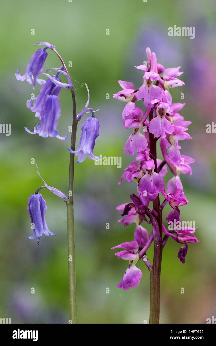 Orchid pourpre précoce, Orchiis masculin, et Bluebell anglais, Kent, Angleterre Banque D'Images