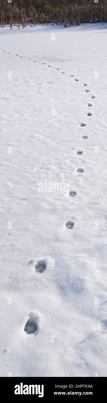 Photo verticale panoramique des traces des animaux sur la neige profonde pour un concept hivernal. Photos d'arrière-plan au format vertical. Banque D'Images