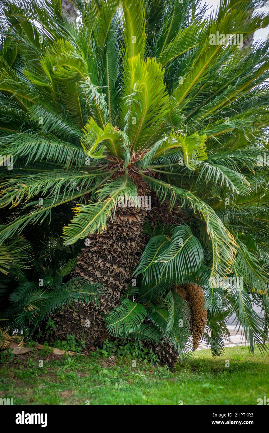 Cycad (cycas revoluta) avec fleur mâle Banque D'Images