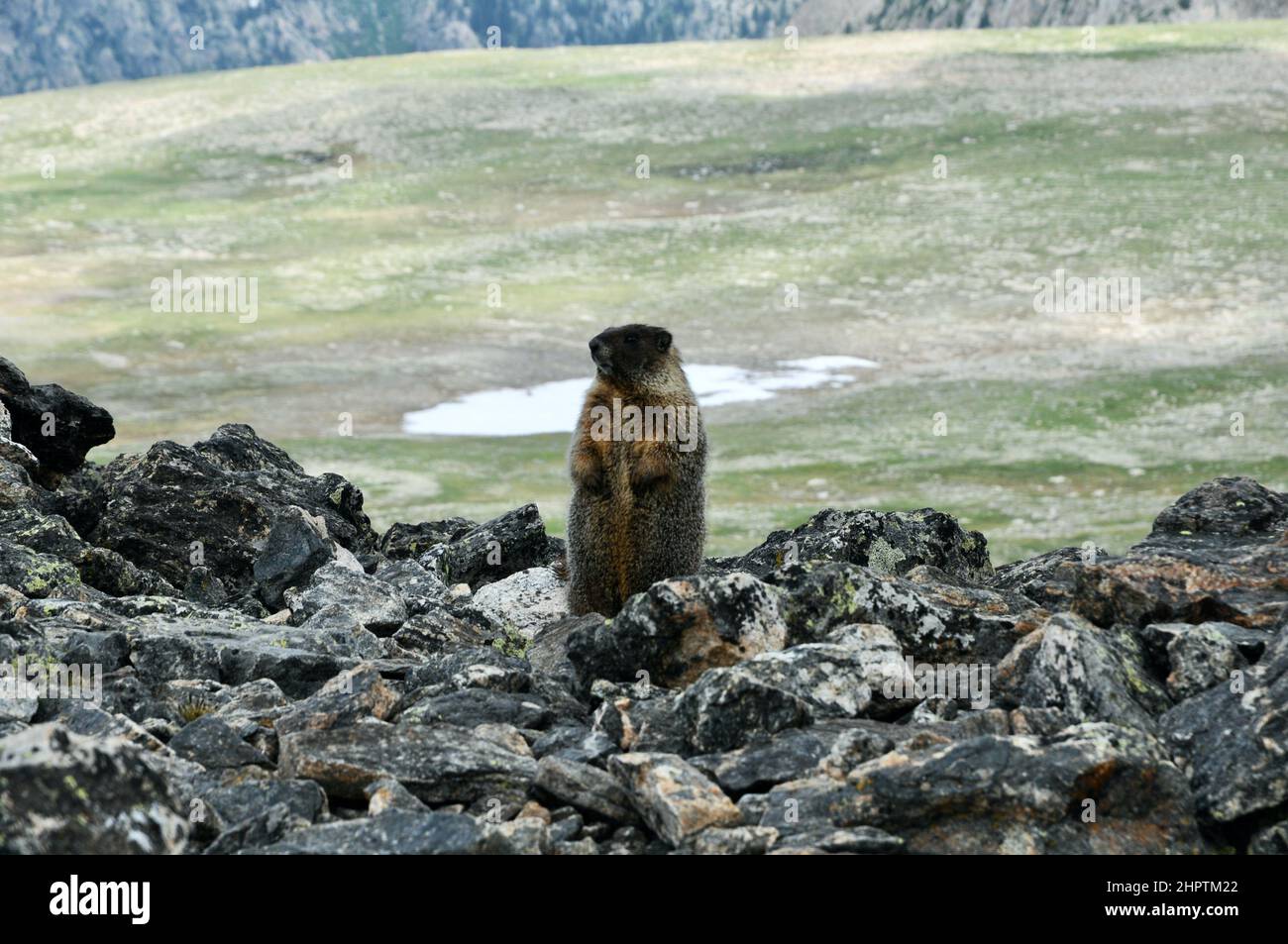 Marmot vivant dans les Piles Sunny sous-alpine et Alpine Rock, des régions montagneuses de l'ouest des États-Unis. Banque D'Images