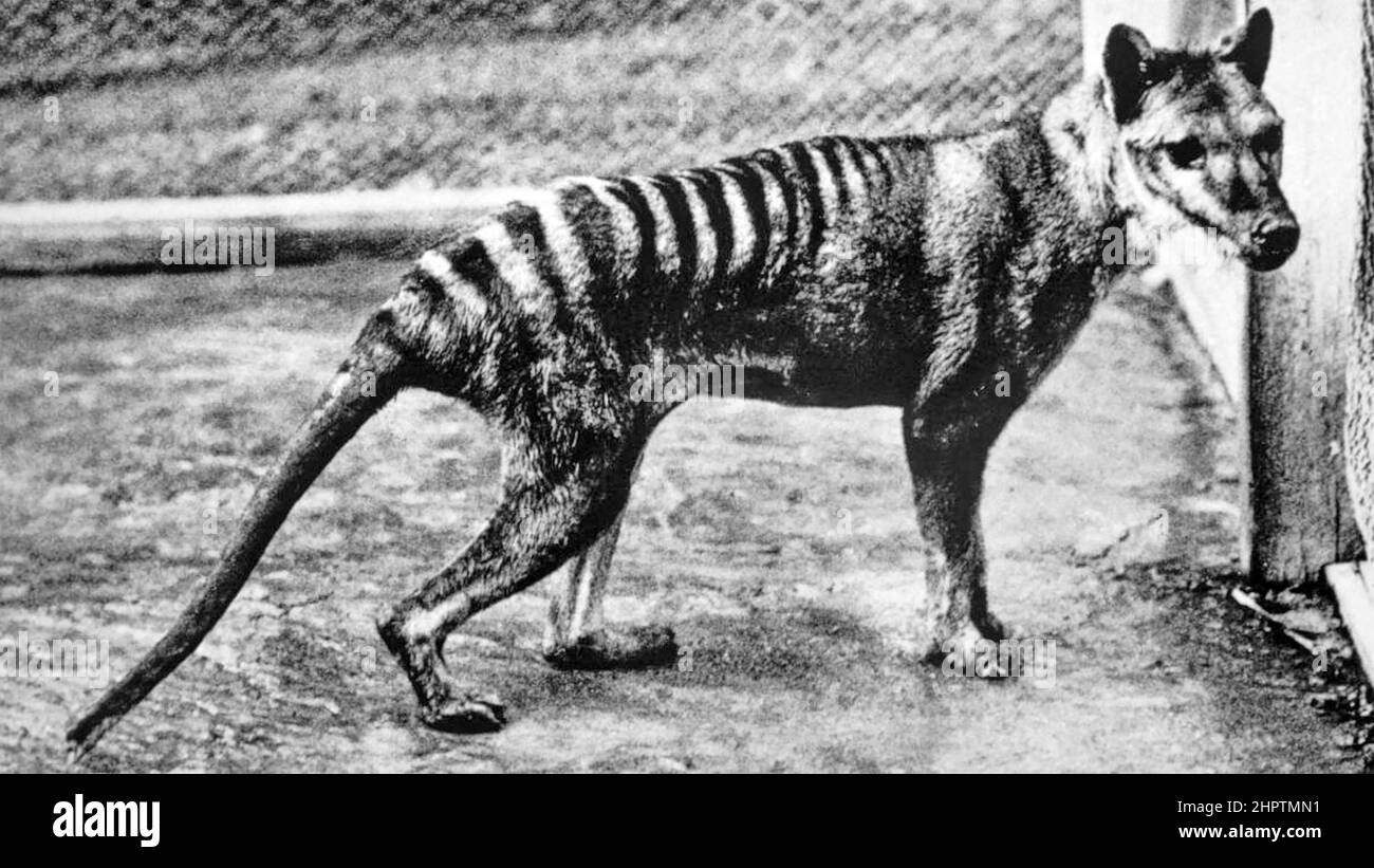 THYLACINUS cynocephalus, TIGRE DE TASMANIE. Le dernier animal connu photographié au zoo de Berlin en 1933 Banque D'Images