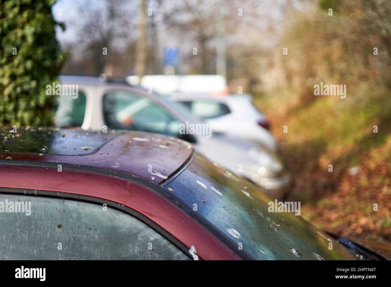 Fientes d'oiseaux (Vogelkot) sur le véhicule. Les excréments des animaux endommagent la peinture de la voiture. Toit automatique et pare-brise contaminés. Banque D'Images