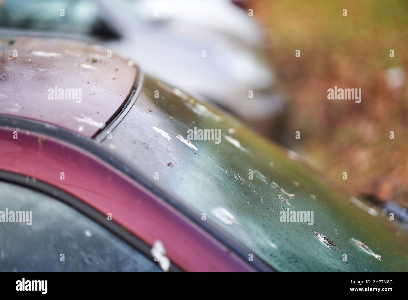 Fientes d'oiseaux (Vogelkot) sur le véhicule. Les excréments des animaux endommagent la peinture de la voiture. Toit automatique et pare-brise contaminés. Banque D'Images